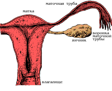Общая схема внутренних половых органов женщины